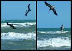 (10) pelican montage.jpg    (1000x720)    249 KB                              click to see enlarged picture
